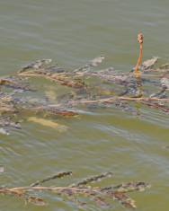 Fotografia da espécie Potamogeton crispus