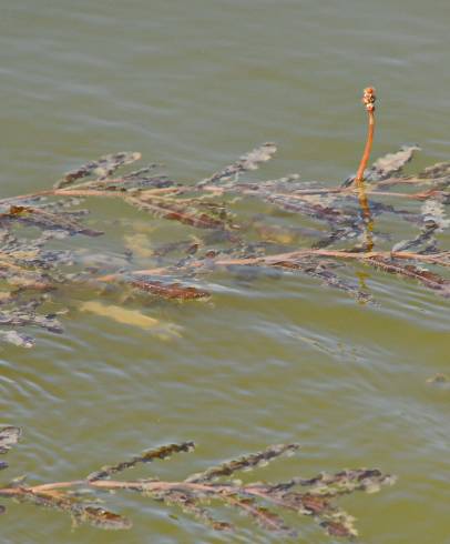 Fotografia de capa Potamogeton crispus - do Jardim Botânico