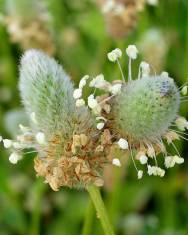 Fotografia da espécie Plantago lagopus