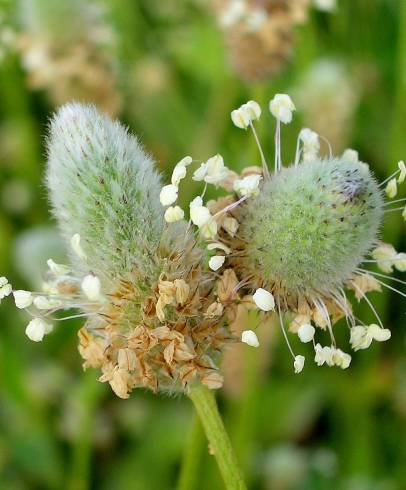 Fotografia de capa Plantago lagopus - do Jardim Botânico