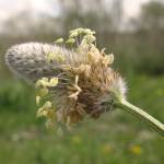 Fotografia 7 da espécie Plantago lagopus do Jardim Botânico UTAD