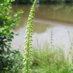 Fotografia 17 da espécie Reseda luteola do Jardim Botânico UTAD