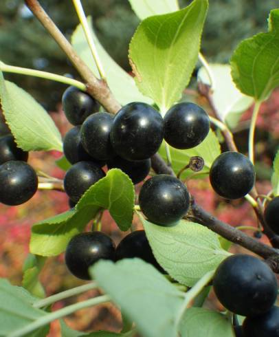 Fotografia de capa Rhamnus cathartica - do Jardim Botânico