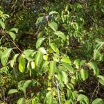 Fotografia 5 da espécie Rhamnus cathartica do Jardim Botânico UTAD