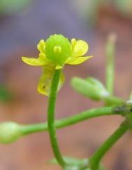 Ranunculus sceleratus