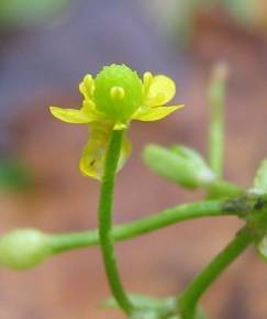 Fotografia da espécie Ranunculus sceleratus