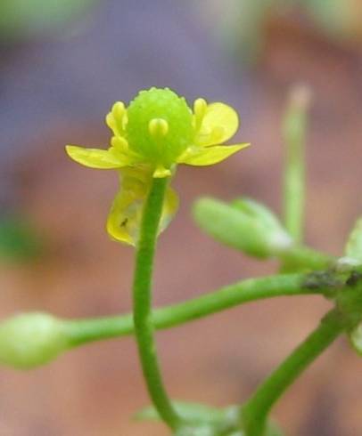 Fotografia de capa Ranunculus sceleratus - do Jardim Botânico