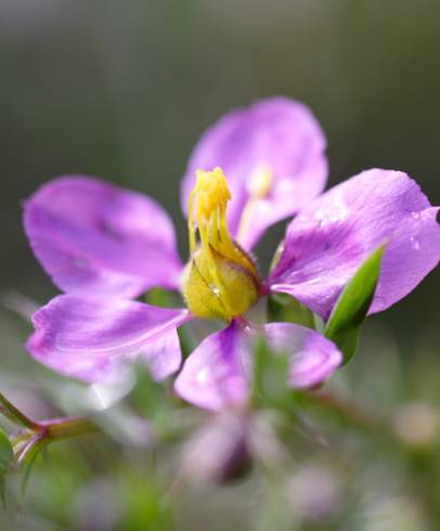 Fotografia de capa Fagonia cretica - do Jardim Botânico