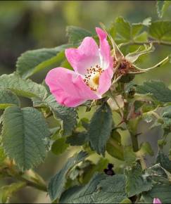 Fotografia da espécie Rosa villosa