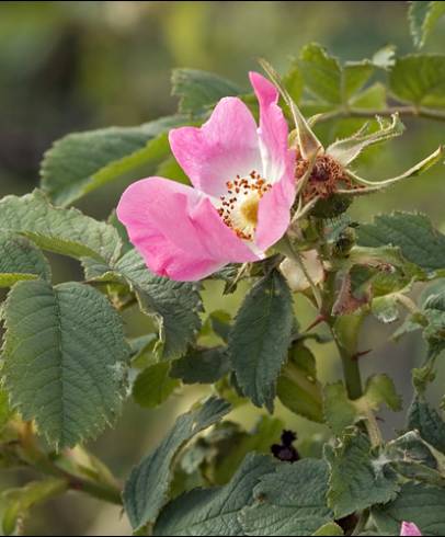 Fotografia de capa Rosa villosa - do Jardim Botânico