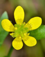 Fotografia da espécie Ranunculus muricatus