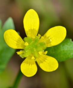 Fotografia da espécie Ranunculus muricatus