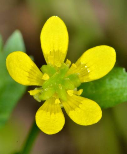 Fotografia de capa Ranunculus muricatus - do Jardim Botânico