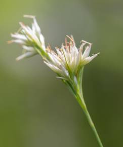 Fotografia da espécie Rhynchospora alba