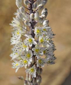 Fotografia da espécie Drimia maritima