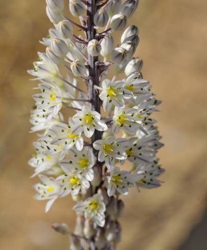 Fotografia de capa Drimia maritima - do Jardim Botânico