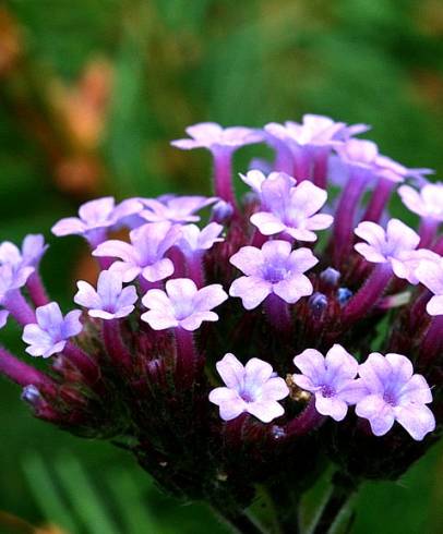 Fotografia de capa Verbena bonariensis - do Jardim Botânico