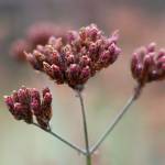 Fotografia 14 da espécie Verbena bonariensis do Jardim Botânico UTAD