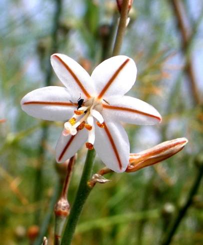 Fotografia de capa Asphodelus fistulosus - do Jardim Botânico