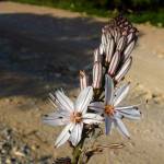 Fotografia 10 da espécie Asphodelus fistulosus do Jardim Botânico UTAD