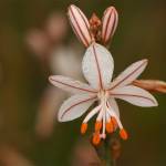 Fotografia 13 da espécie Asphodelus fistulosus do Jardim Botânico UTAD