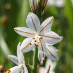 Fotografia 15 da espécie Asphodelus fistulosus do Jardim Botânico UTAD