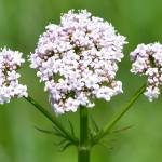 Fotografia 12 da espécie Valeriana officinalis do Jardim Botânico UTAD