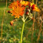 Fotografia 9 da espécie Crepis aurea do Jardim Botânico UTAD