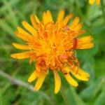 Fotografia 13 da espécie Crepis aurea do Jardim Botânico UTAD