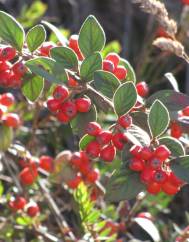 Cotoneaster pannosus