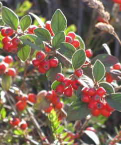 Fotografia da espécie Cotoneaster pannosus