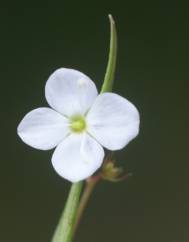 Veronica scutellata