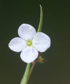 Fotografia da espécie Veronica scutellata