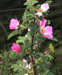 Fotografia da espécie Rosa tomentosa