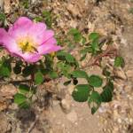 Fotografia 5 da espécie Rosa gallica do Jardim Botânico UTAD