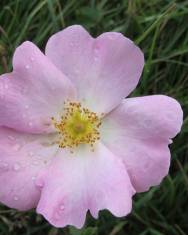 Fotografia da espécie Rosa gallica