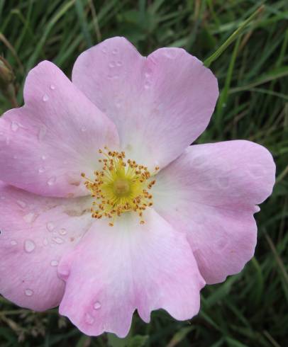 Fotografia de capa Rosa gallica - do Jardim Botânico