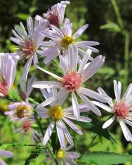 Fotografia da espécie Aster lanceolatus