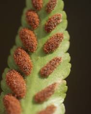 Fotografia da espécie Asplenium marinum