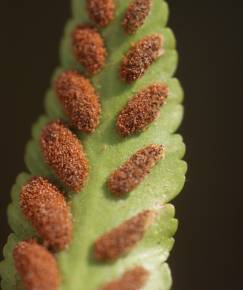 Fotografia da espécie Asplenium marinum