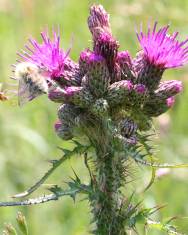 Fotografia da espécie Cirsium palustre