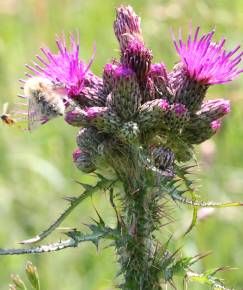 Fotografia da espécie Cirsium palustre