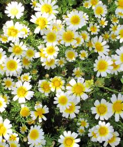 Fotografia da espécie Glebionis coronaria