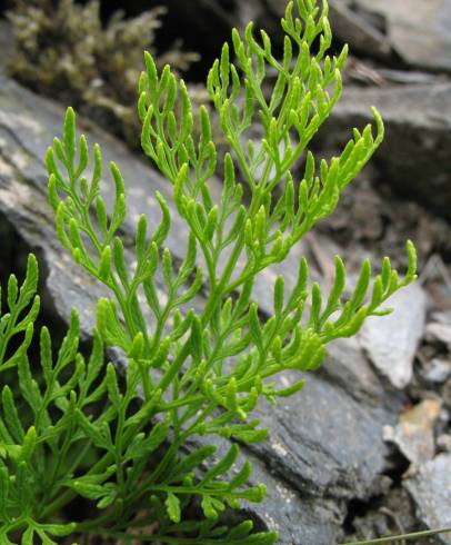 Fotografia de capa Cryptogramma crispa - do Jardim Botânico