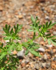 Fotografia da espécie Lepidium didymum