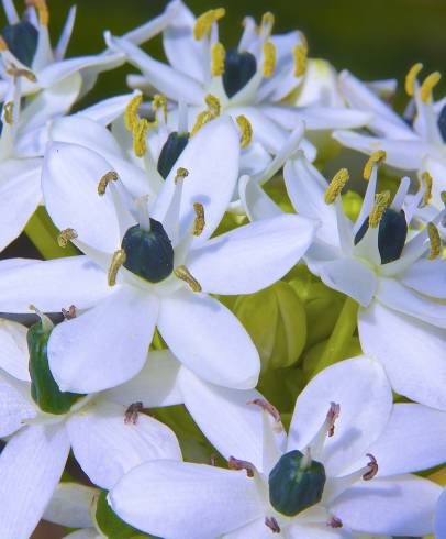 Fotografia de capa Allium nigrum - do Jardim Botânico