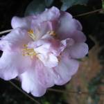 Fotografia 8 da espécie Camellia sasanqua do Jardim Botânico UTAD