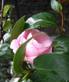 Fotografia da espécie Camellia sasanqua