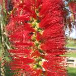 Fotografia 5 da espécie Callistemon viminalis do Jardim Botânico UTAD