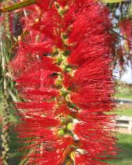 Fotografia da espécie Callistemon viminalis